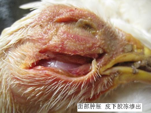 ʕr(sh)(yng)ԓʲôλʲôλl(f)ʲô