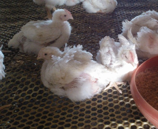 A(y)ίټθ׵Чˎ---c